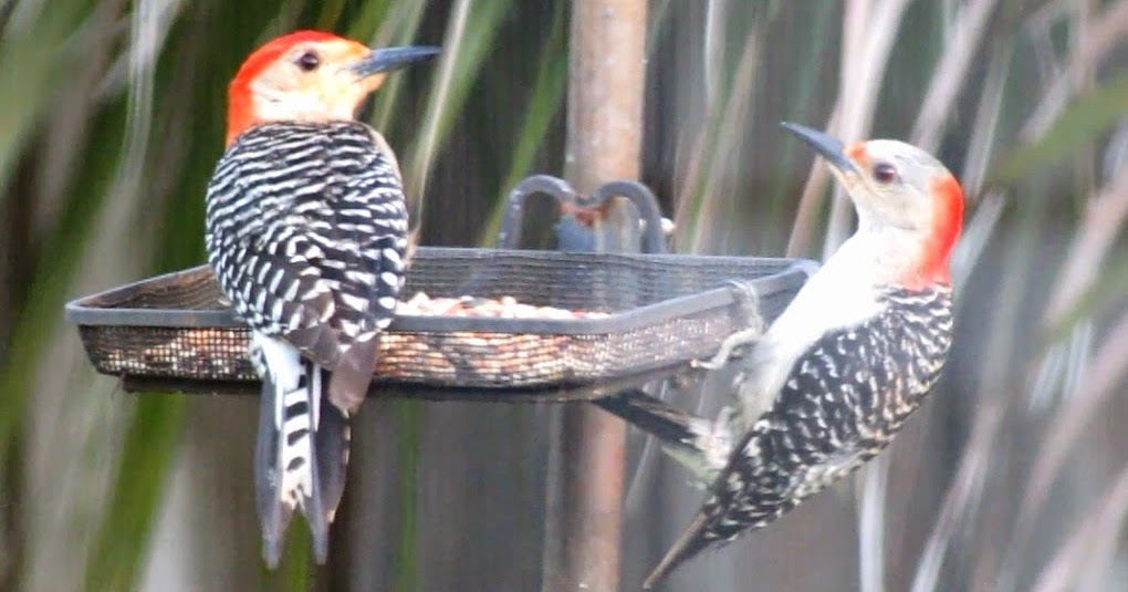 Backyard Birding....and Nature: Male and Female Red-Bellied Woodpeckers