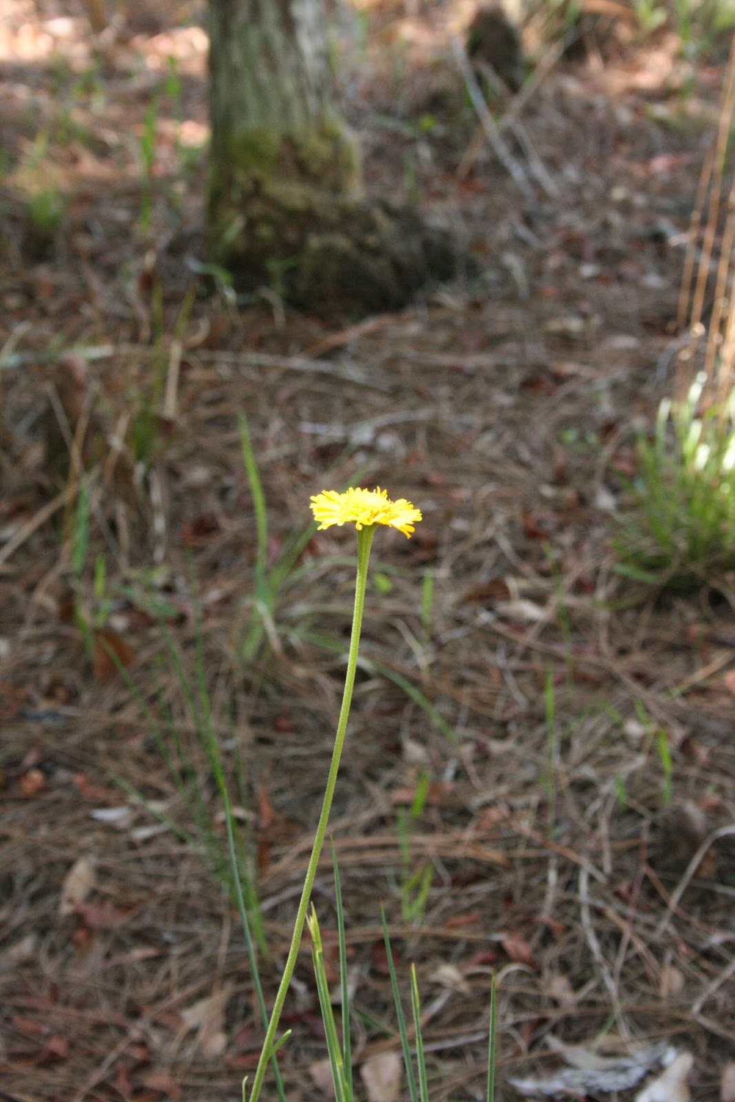 Native Florida Wildflowers Southeastern Sneezeweed Helenium pinnatifidum