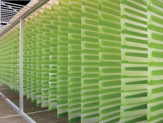 algae growth