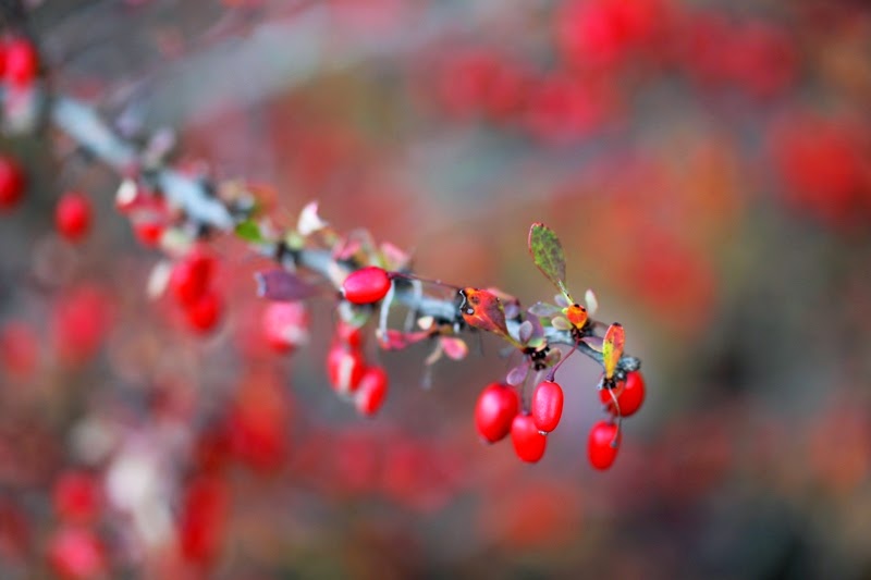 bright red berries on a prickly barberry bush