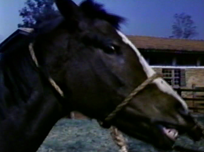 A Menina E O Cavalo [1983]