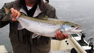 atlantic salmon