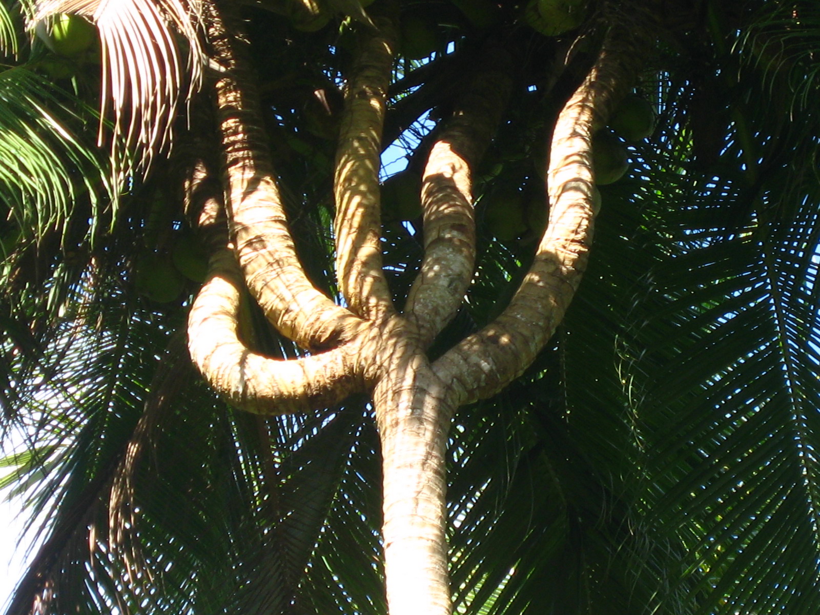 http://1.bp.blogspot.com/-JTTWk0iY7kA/Th_S_hqJa4I/AAAAAAAAF-M/DSySDLt-KRM/s1600/pohon_kelapa_berbentuk_nama_allah_1.jpg