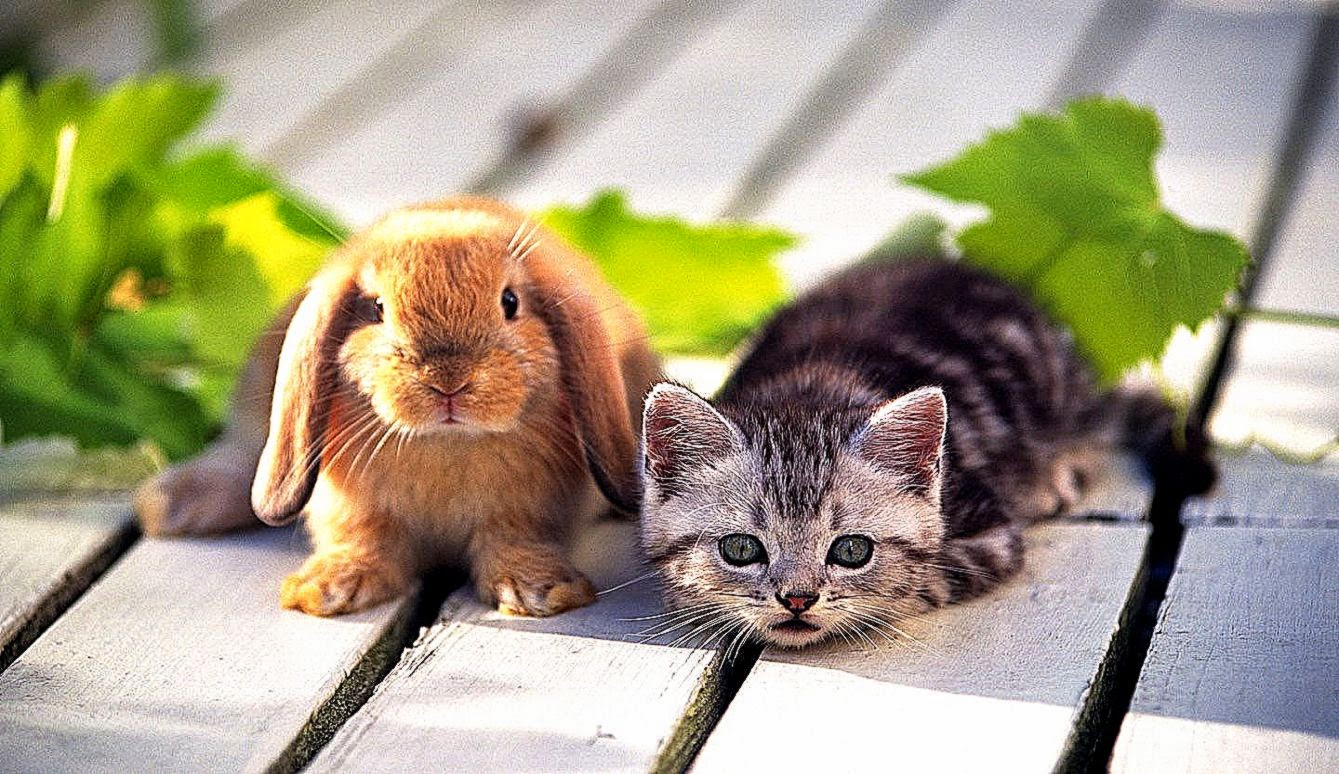 Cute Rabbit And Cat Wallpaper Hd Desktop