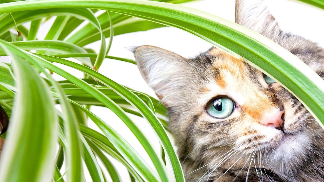 Plants Dangerous For Cats Danger Choices