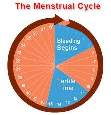 How To Complete Menstrual Cycle Know With Menstrual Cycle Powerpoint Templates