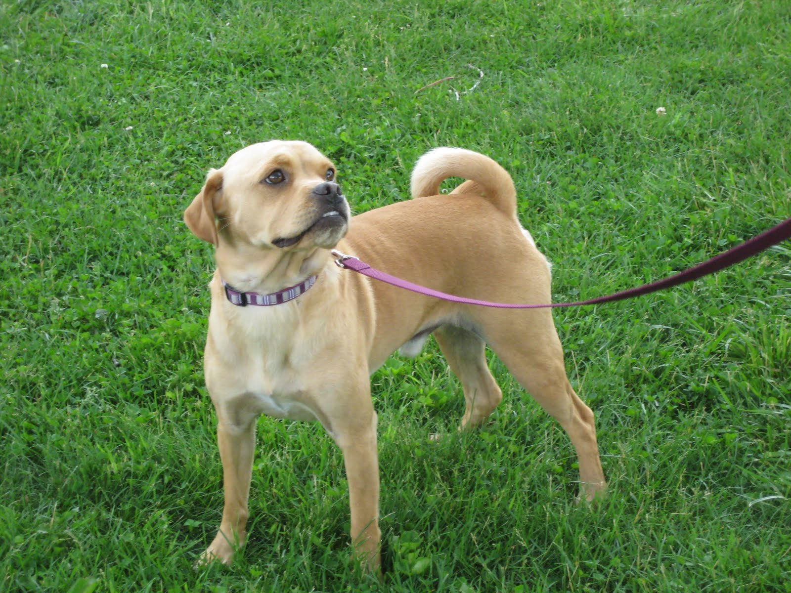 ONE DOG AT A TIME RESCUE Stewie Pug mix