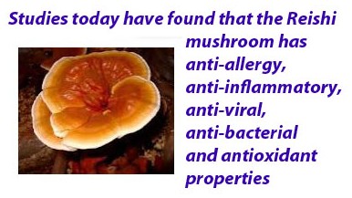 reishi mushroom side effects liver reishi mushroom side effects liver