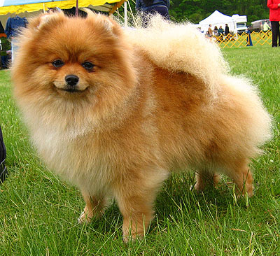 where are pomeranian dogs from breeds may 2012 where are pomeranian dogs from breeds may 2012