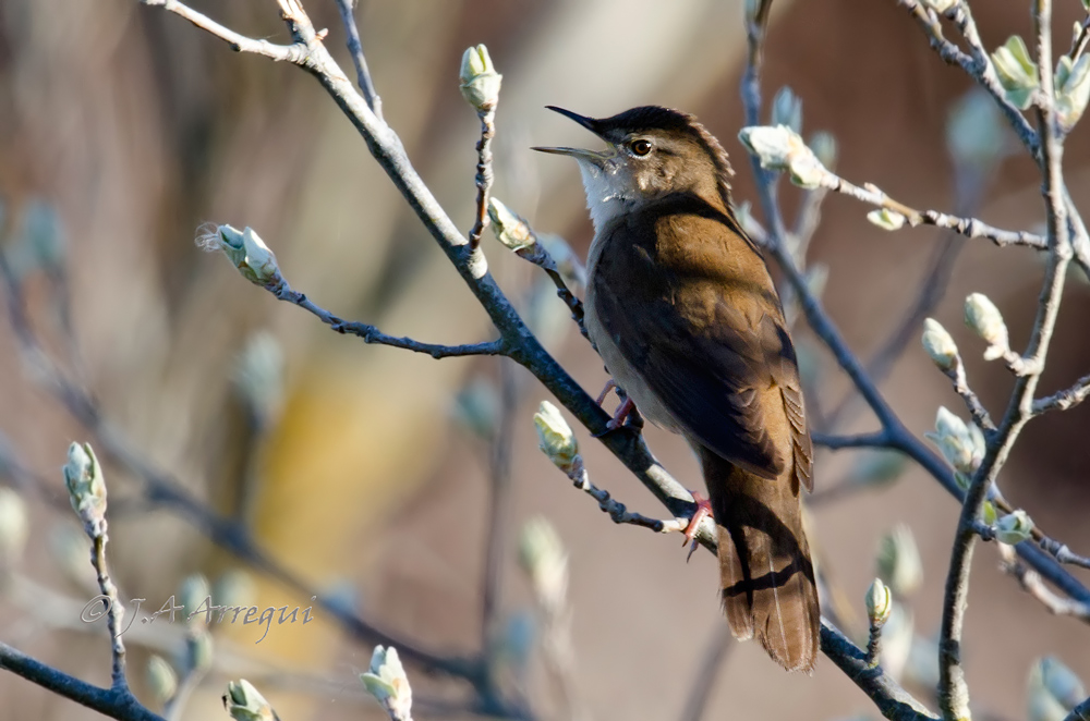 Buscarla unicolor, Locustella luscinioides, Savi´s Warbler Buscarla unicolor, Locustella luscinioides, Savi´s Warbler