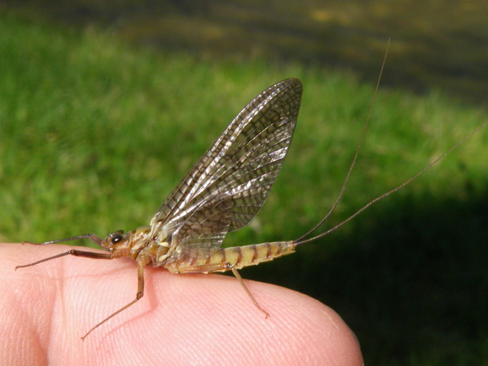 Pasión por la Pesca a Mosca PARDON CUERPO EN SEDA Y DUBBING...