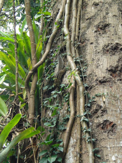 Jardin botanique Kandy