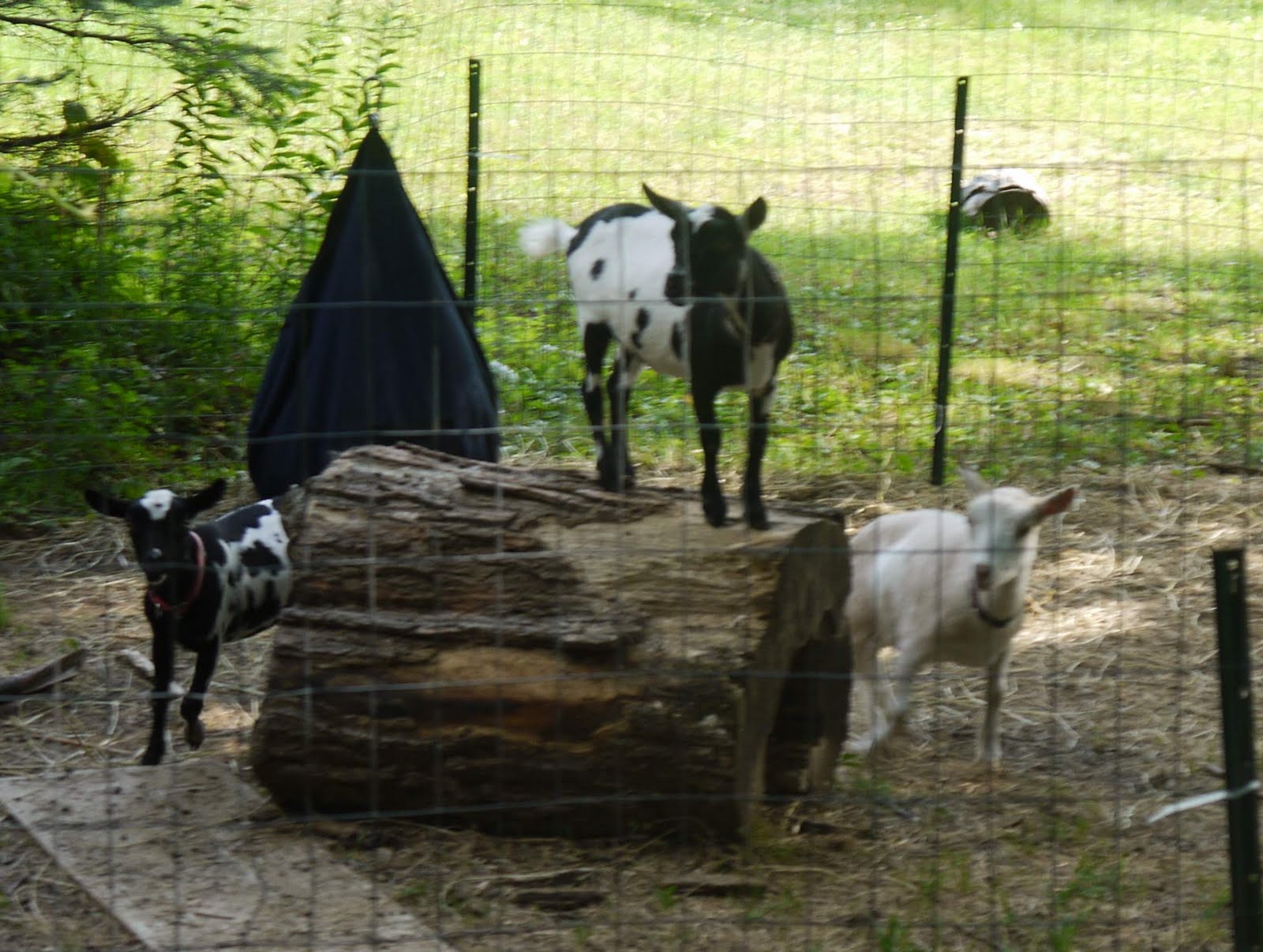 Critters N' Crafts My little shaved goats