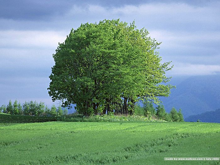 O/o District Educational Officer, Guntur.: BHARATH SCOUTS AND GUIDES