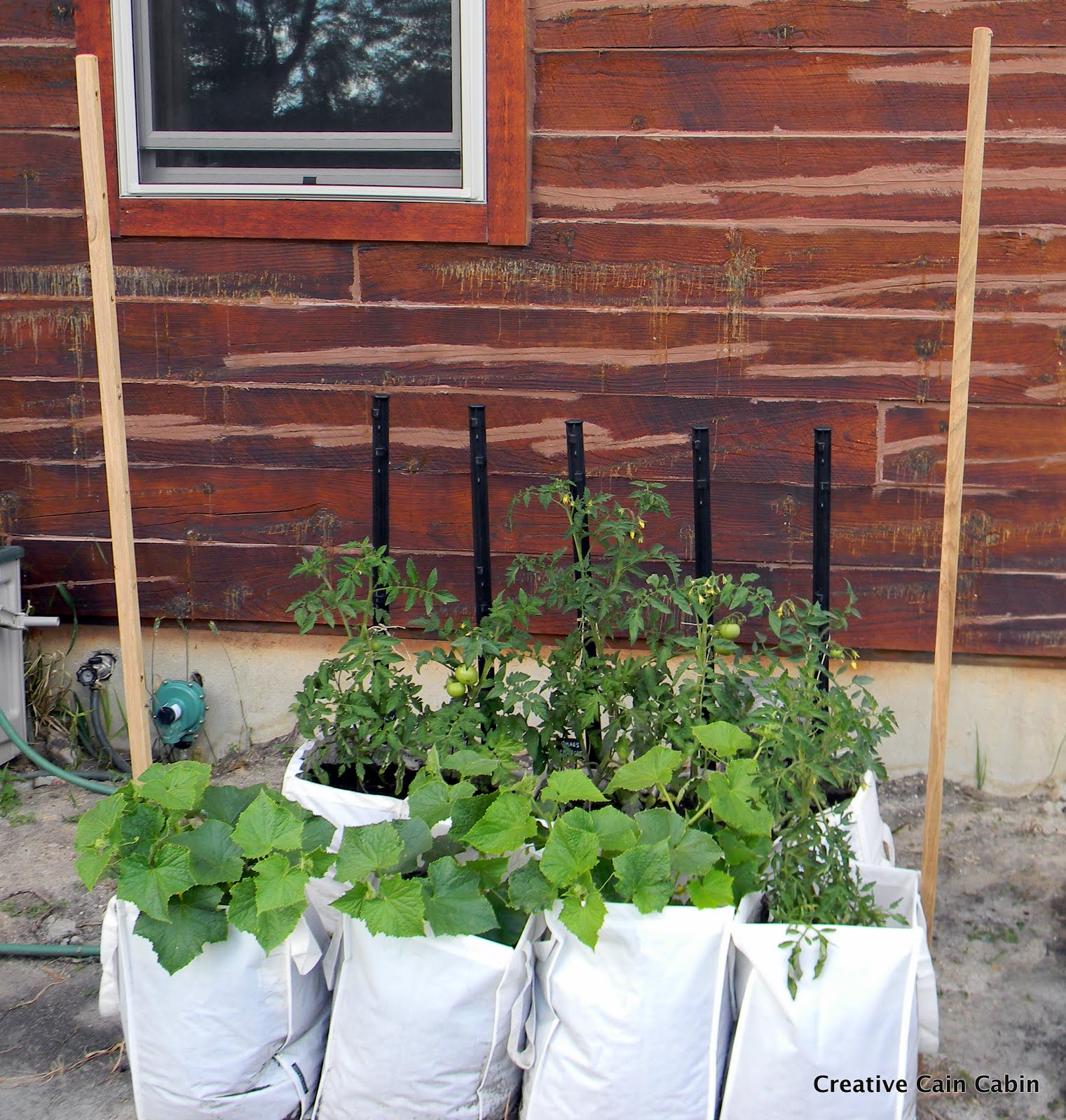 Cucumber Trellis CREATIVE CAIN CABIN