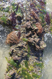 Biogenic Reef Photo Album