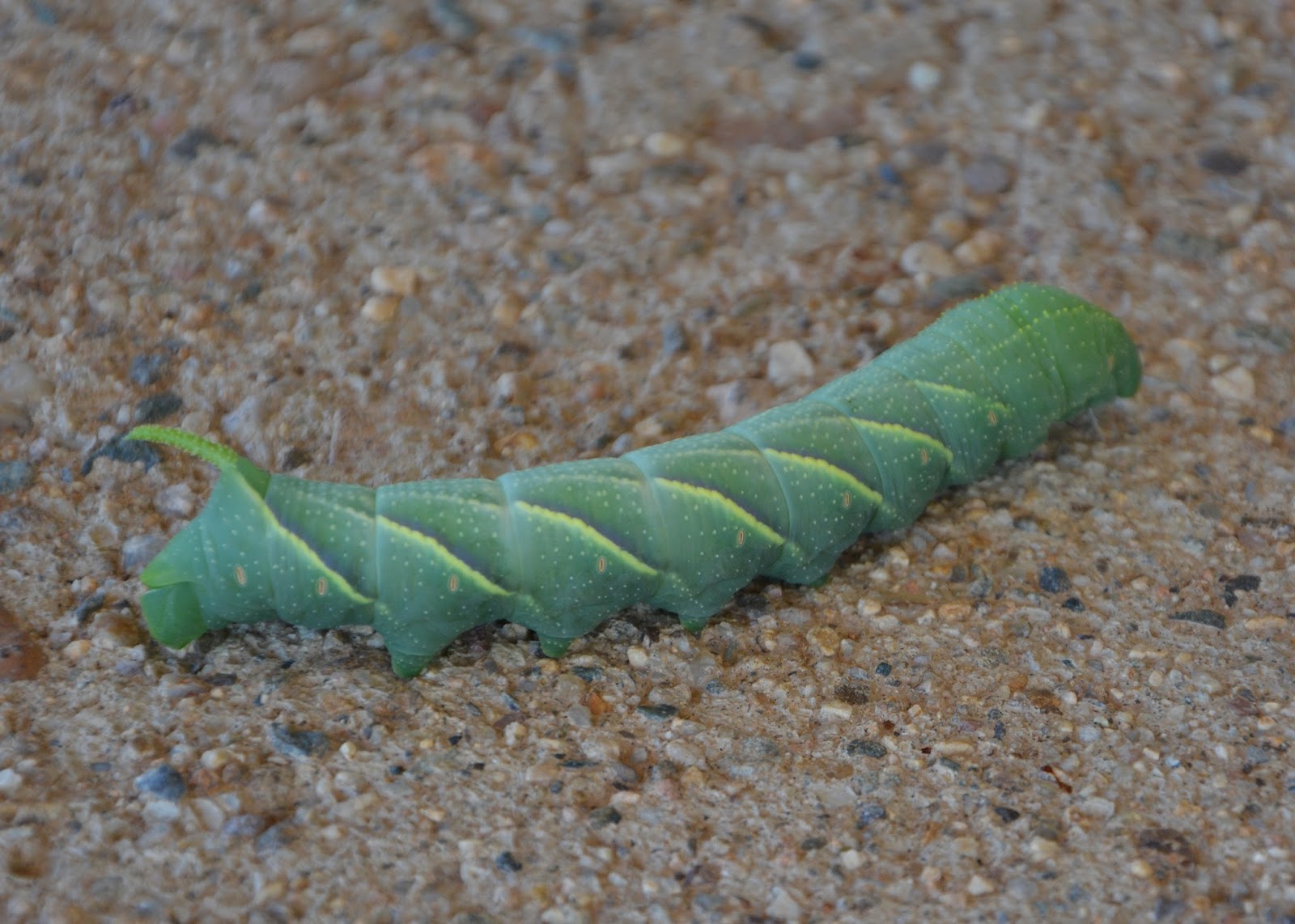 Living on Winchester Ranch Giant Green Caterpillar