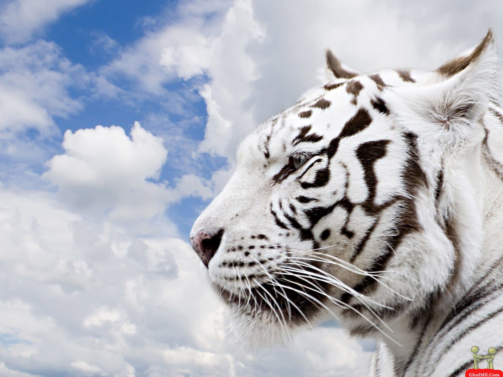 http://1.bp.blogspot.com/-JWaul-QiIo0/T1hh10yAOpI/AAAAAAAABgk/WMSNnmHt2HQ/s1600/siberian-tiger-wallpaper+1.jpg