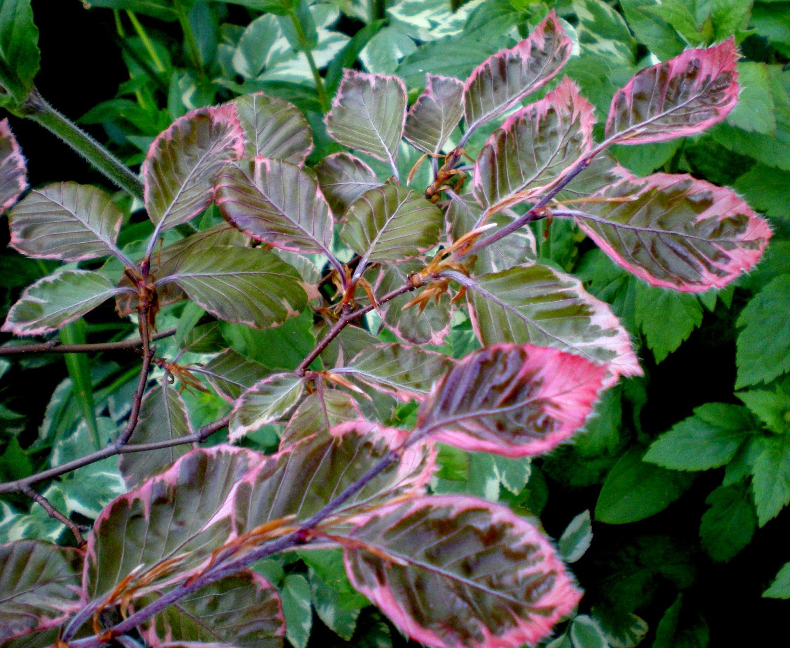 Aucuba Japonica Grow And Care Travaldo S Blog