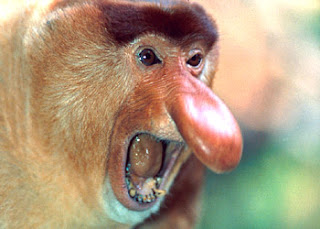 mojo - The MOJÖ FUN Proboscis monkey: A walkaround by Kikimalou - Page 2 Proboscis+Monkey_4