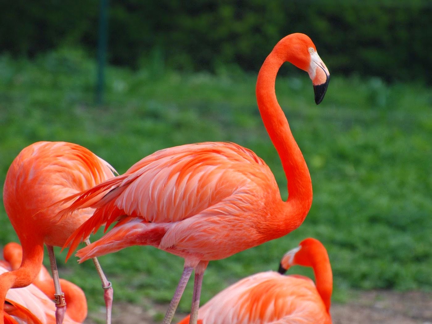 Flamingo-Bird%5B1%5D.jpg