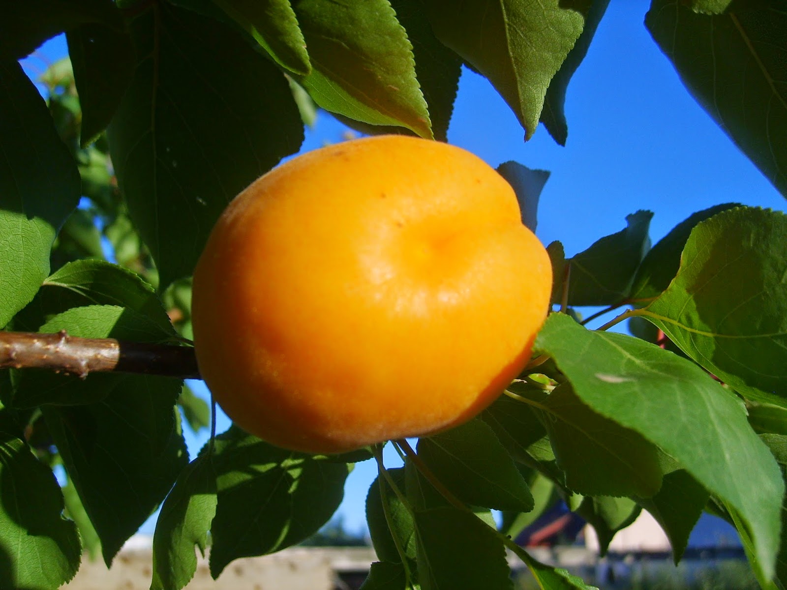 Apricot Fruit And Medicine Natural And Healthy Life Guide With