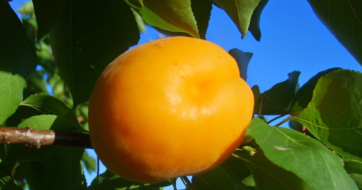 Apricot Fruit And Medicine Natural And Healthy Life Guide With
