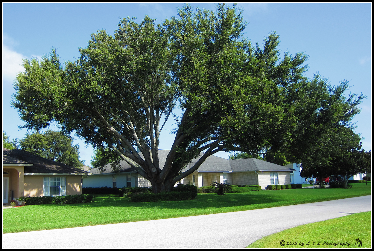 Ocala, Central Florida & Beyond Live Oak XL