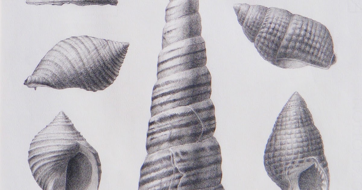 Download Lapiz Dibujos De Caracoles De Mar Pics