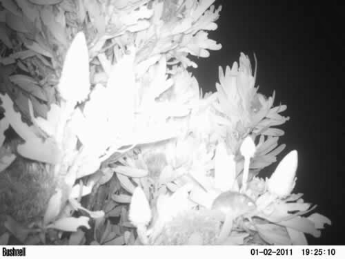 Stories from Blue Hill Escape: Cuddeback vs Bushnell: camera traps pros