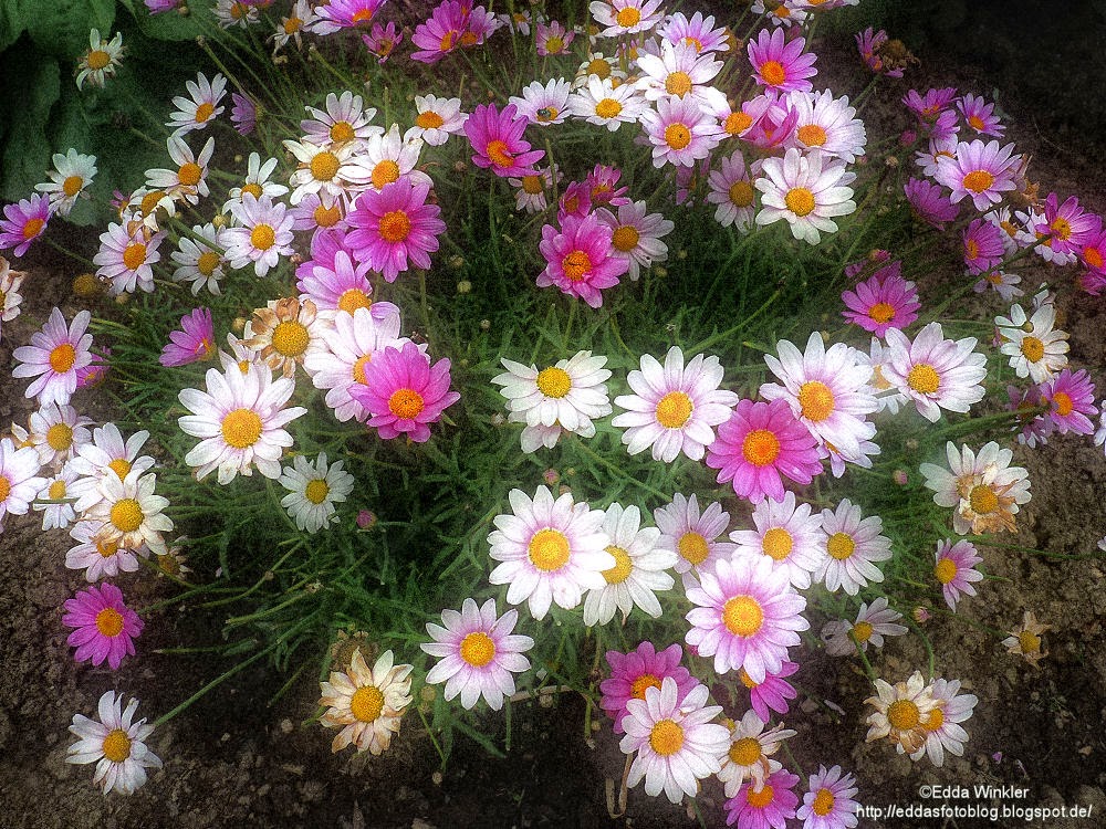 Eddas Foto Blog Kleine Margeriten..