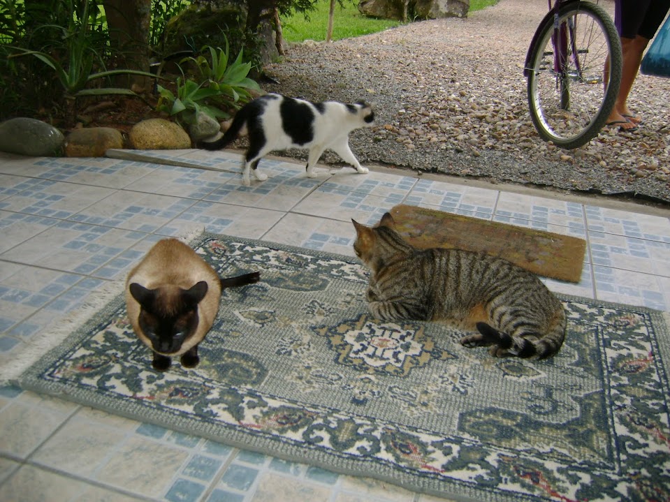 Meus gatinhos