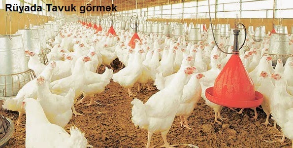 Bir rüya yorumu: bir rüyada mantar görmek - ne için Bir rüya yorumu: bir rüyada mantar görmek - ne için