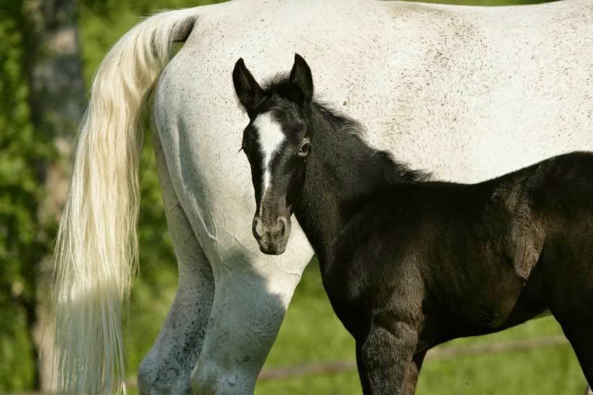 Hope and Horses Horse Color Graying Out