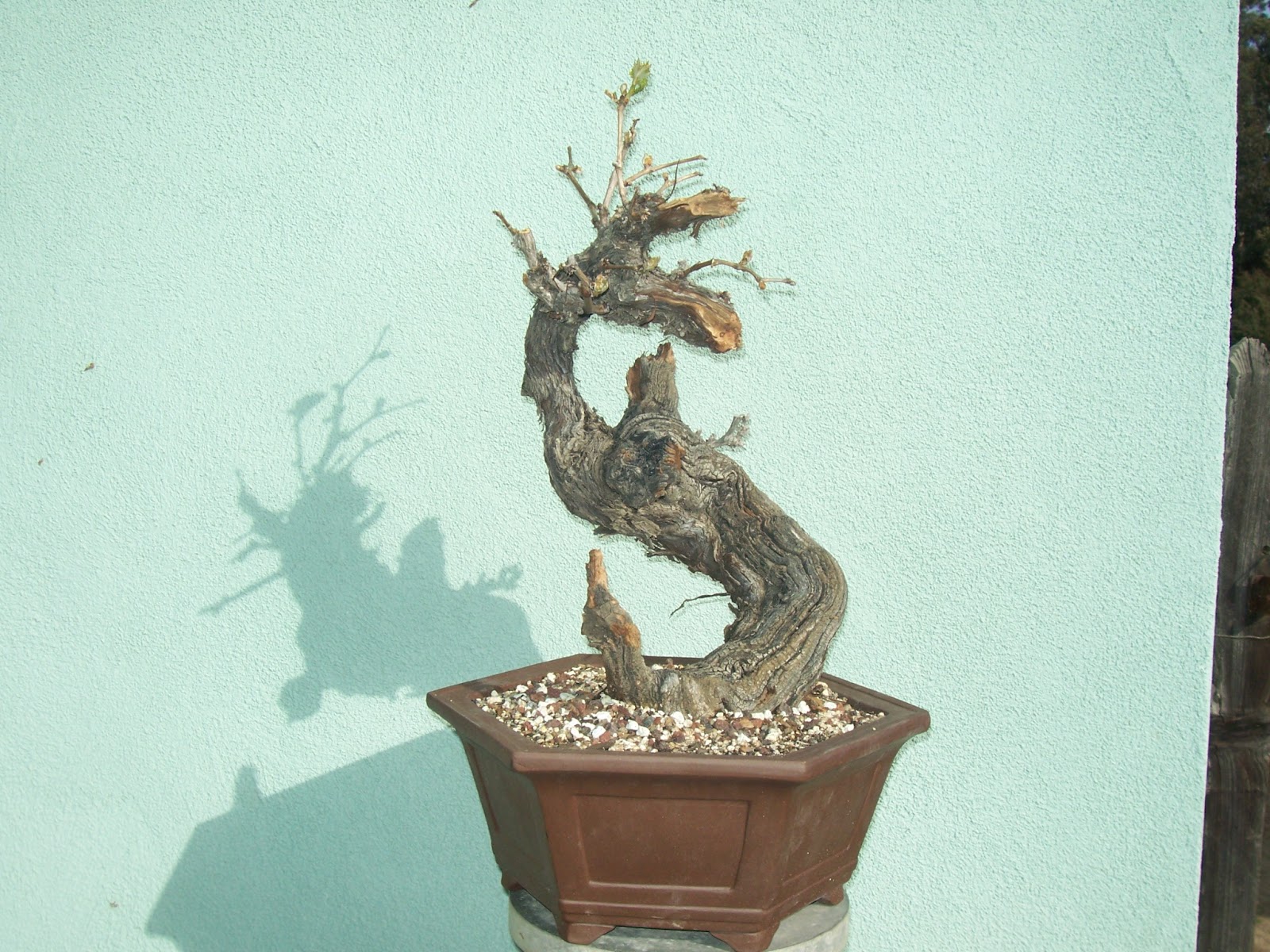 What's happening at Muranaka Bonsai Nursery Grape bonsai