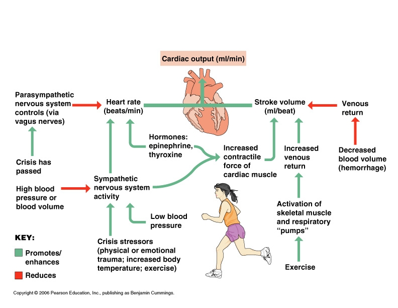 Cardiovascular System