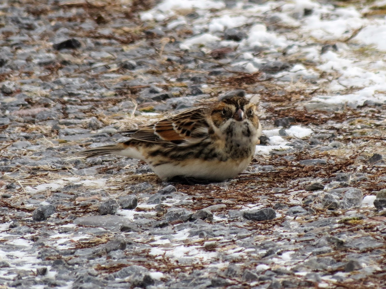 Lapland Longspur - 5th Line, Wolfe Island, ON
