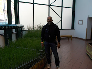 At the "Barley nursery" of "SAB World of Beer" museum.