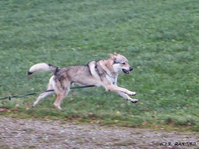 DoggyHZ!: Happy Birthday mein Mäusebär