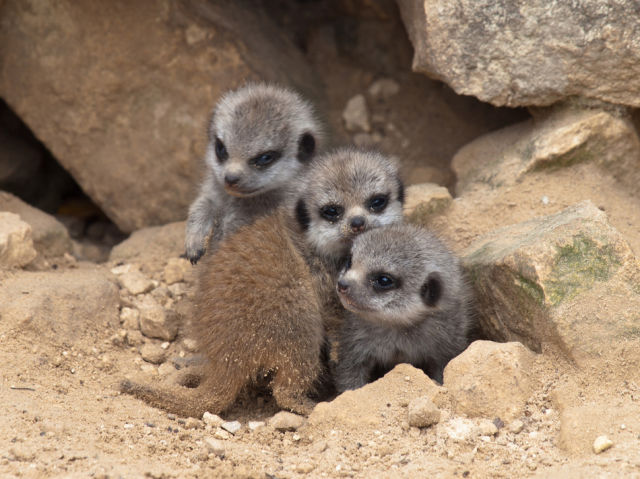 Funny Cool Pictures The Most Adorable Baby Meerkat Photos