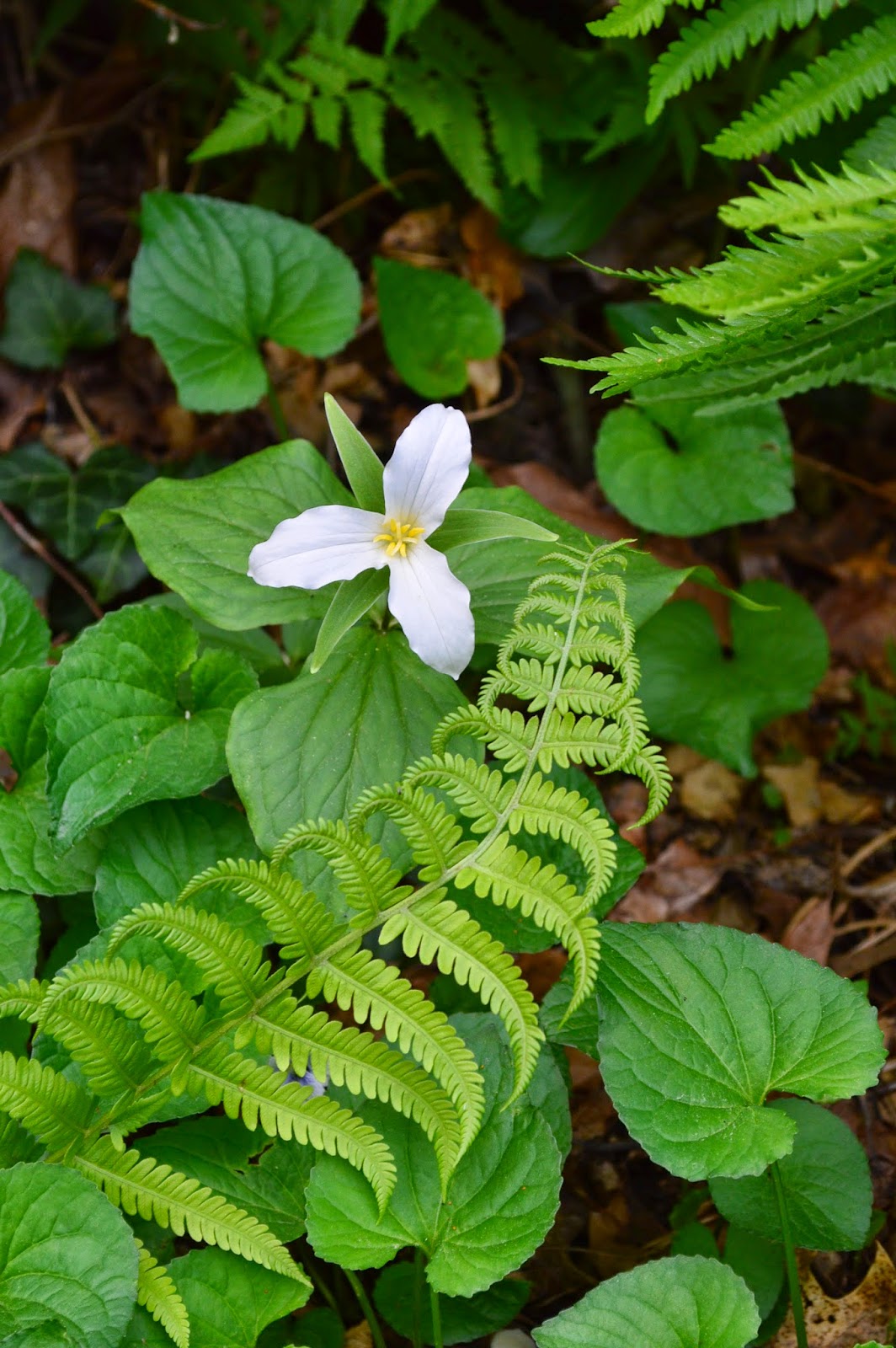 Free Range Family Farm late spring/ early summer