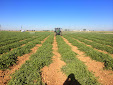 Amazone_UX4200trailedfield_sprayer