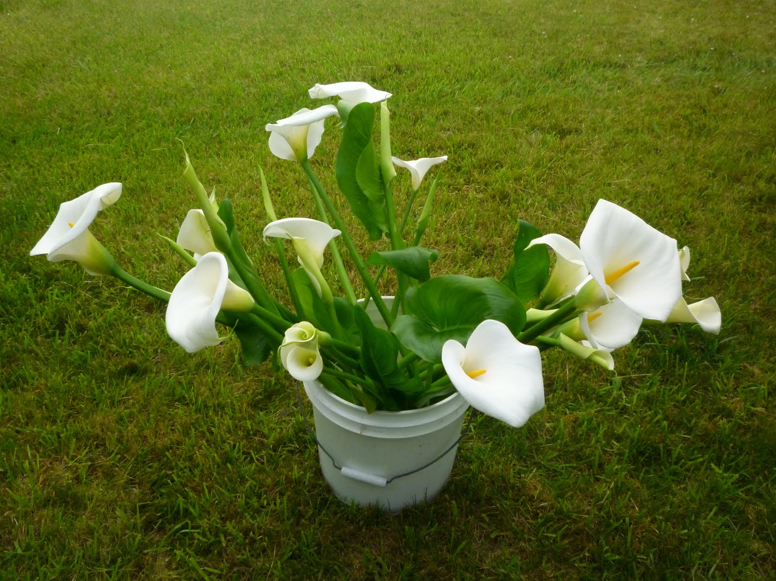 Cut Lilies