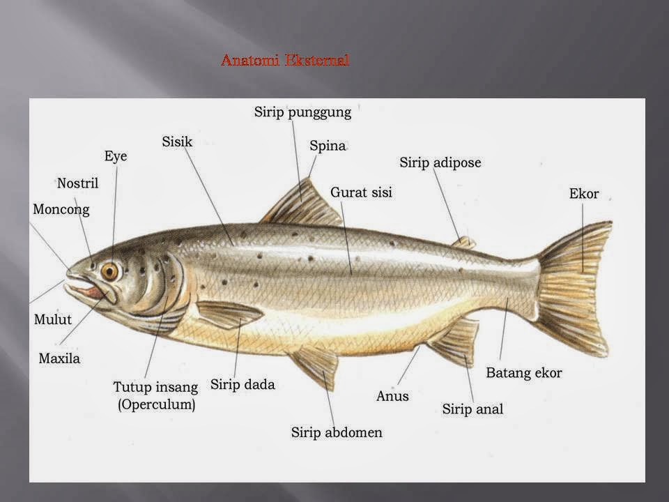 KOMUNITAS PENYULUH PERIKANAN: ANATOMI DAN FISIOLOGI IKAN