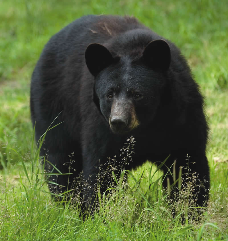 Black Bear | Some Facts With New Photographs | The Wildlife