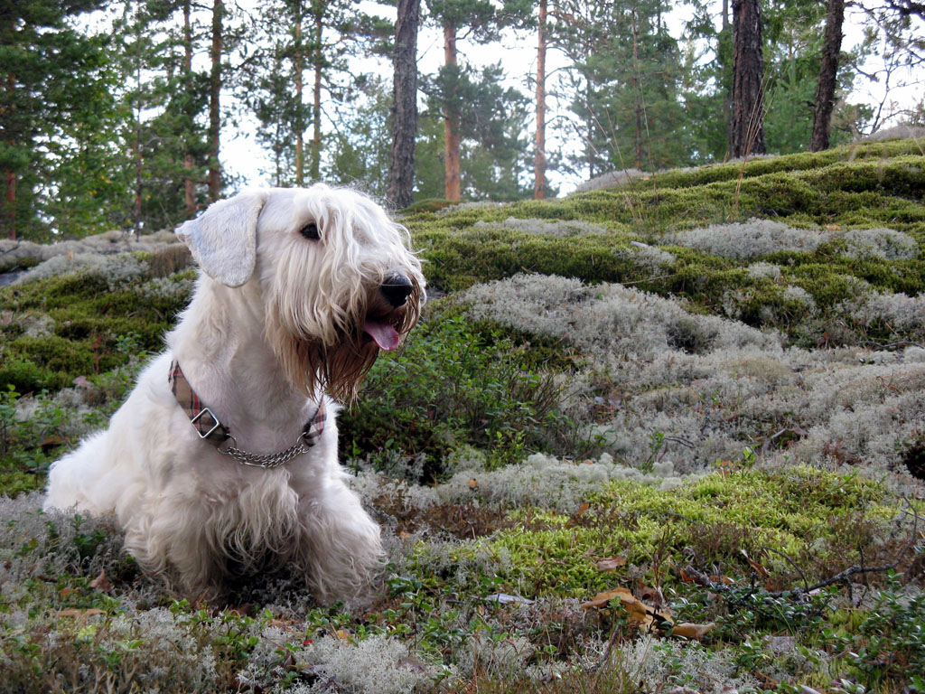 http://1.bp.blogspot.com/-Jc5uCw3EUXY/T1l1QE5jEyI/AAAAAAAABw0/2us2SQOjVLQ/s1600/sealyham_terrier4.jpg