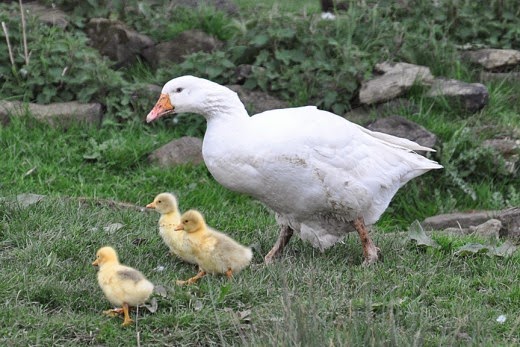 goose and goslings goose and goslings