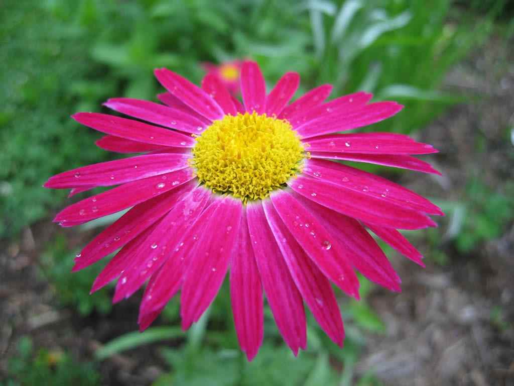 Flower Photos Magenta Daisy