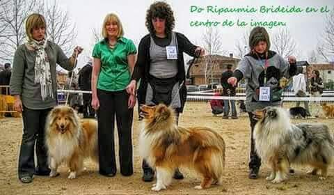 Do Ripaumia Briseida. BOS. CAC. Monográfica Collie Club de España 2011