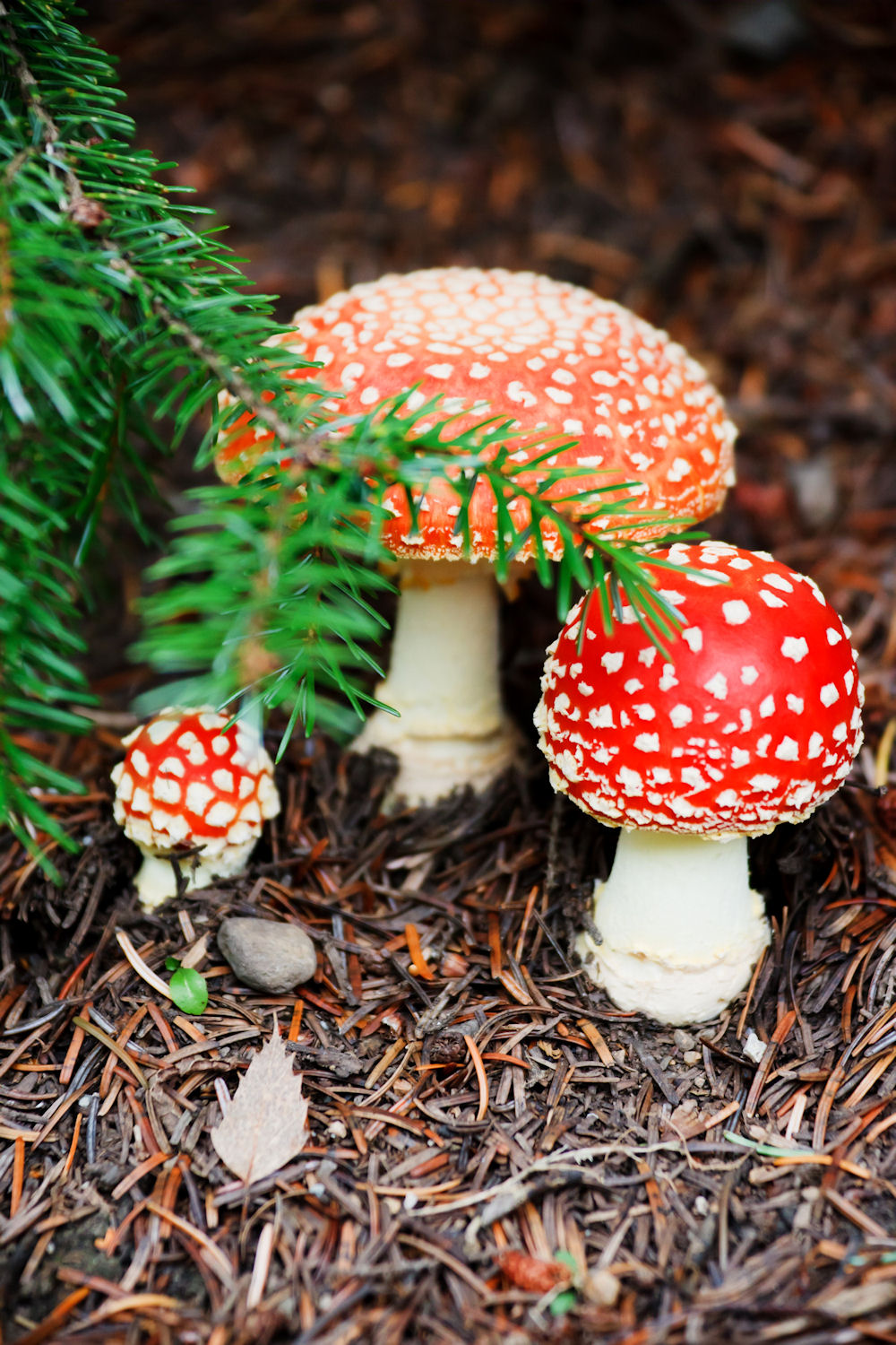 BANCO DE IMÁGENES GRATIS Hongos Rojos Amanita Muscania Mushrooms